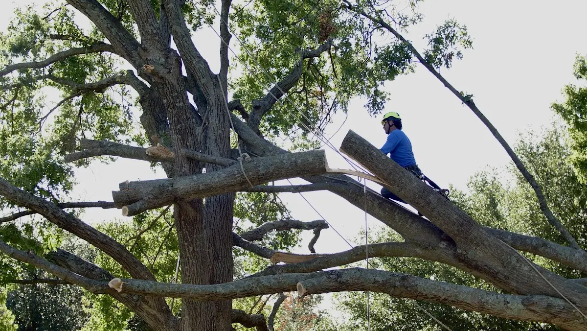 Professional Hazardous Tree Removal performed by certified arborists in Coello